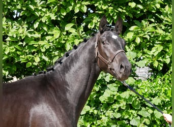 Westfaliano, Semental, 2 años, 161 cm, Castaño oscuro