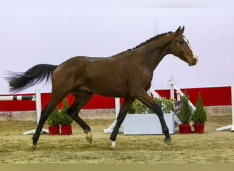 Westfaliano, Semental, 2 años, 163 cm, Castaño