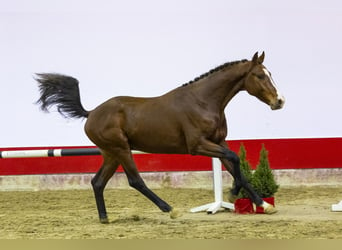 Westfaliano, Semental, 2 años, 163 cm, Castaño