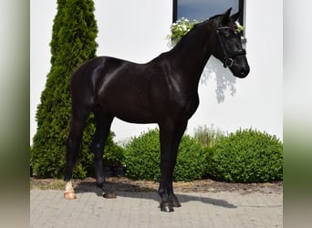 Westfaliano, Semental, 2 años, 163 cm, Negro