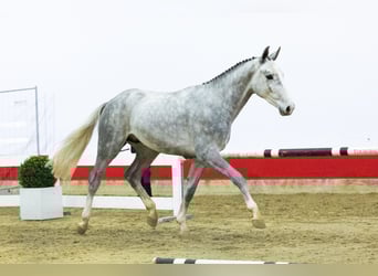 Westfaliano, Semental, 2 años, 163 cm, Tordo