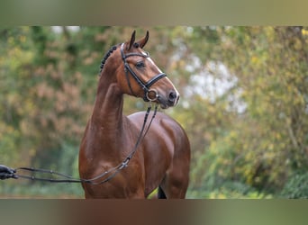 Westfaliano, Semental, 2 años, 164 cm, Castaño