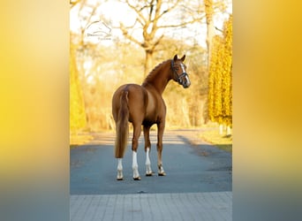 Westfaliano, Semental, 2 años, 165 cm, Alazán