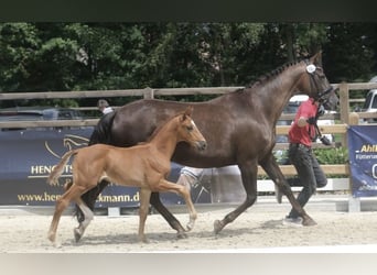 Westfaliano, Semental, 2 años, 165 cm, Alazán-tostado