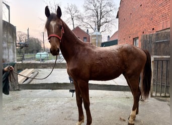 Westfaliano, Semental, 2 años, 165 cm, Alazán-tostado
