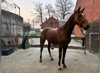 Westfaliano, Semental, 2 años, 165 cm, Alazán-tostado