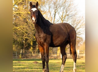 Westfaliano, Semental, 2 años, 165 cm, Castaño