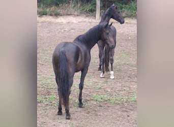 Westfaliano, Semental, 2 años, 165 cm, Castaño oscuro