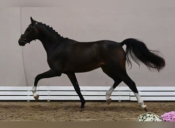 Westfaliano, Semental, 2 años, 165 cm, Morcillo