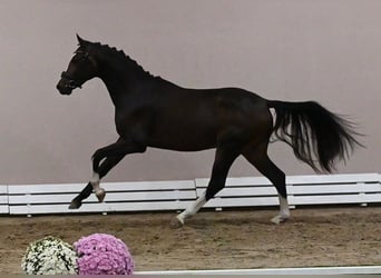 Westfaliano, Semental, 2 años, 165 cm, Morcillo