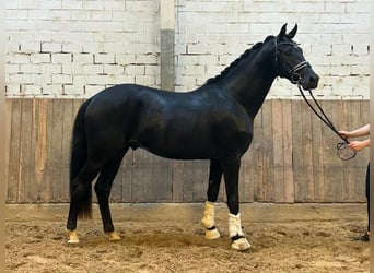 Westfaliano, Semental, 2 años, 165 cm, Negro