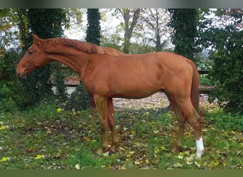 Westfaliano, Semental, 2 años, 166 cm, Alazán