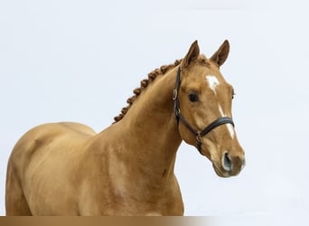 Westfaliano, Semental, 2 años, 167 cm, Alazán