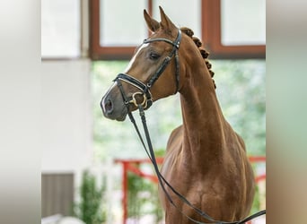 Westfaliano, Semental, 2 años, 167 cm, Castaño