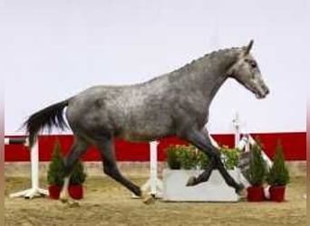 Westfaliano, Semental, 2 años, 167 cm, Tordo