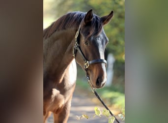 Westfaliano, Semental, 2 años, 168 cm, Castaño oscuro