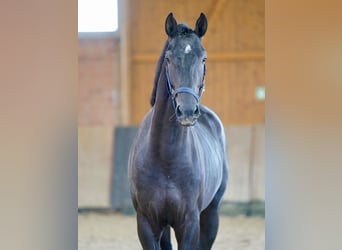 Westfaliano, Semental, 2 años, 168 cm, Negro