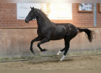 Westfaliano, Semental, 2 años, 168 cm, Negro