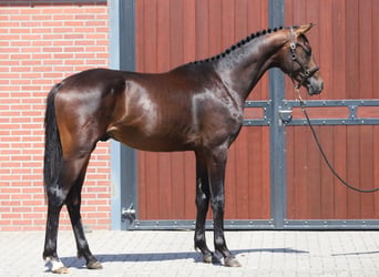 Westfaliano, Semental, 2 años, 169 cm, Castaño oscuro