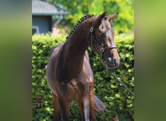 Westfaliano, Semental, 2 años, 169 cm, Castaño oscuro