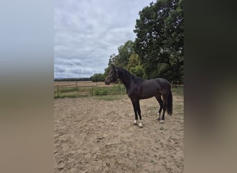 Westfaliano, Semental, 2 años, 169 cm, Castaño oscuro