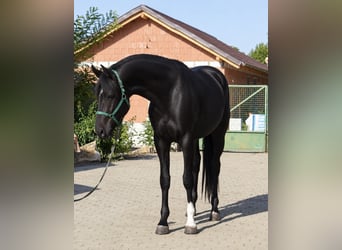 Westfaliano, Semental, 2 años, 169 cm, Castaño oscuro