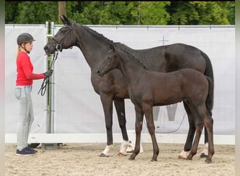 Westfaliano, Semental, 2 años, 169 cm, Negro