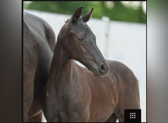 Westfaliano, Semental, 2 años, 169 cm, Negro