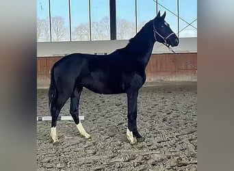 Westfaliano, Semental, 2 años, 170 cm, Negro