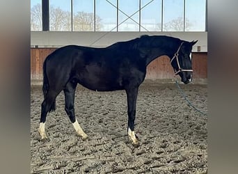 Westfaliano, Semental, 2 años, 170 cm, Negro