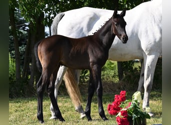 Westfaliano, Semental, 2 años, 170 cm, Tordillo negro