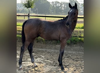 Westfaliano, Semental, 2 años, 170 cm, Tordo