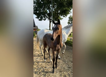 Westfaliano, Semental, 2 años, 170 cm, Tordo
