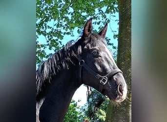 Westfaliano, Semental, 2 años, 172 cm, Negro