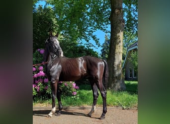 Westfaliano, Semental, 2 años, 172 cm, Negro