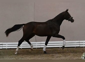 Westfaliano, Semental, 2 años, 173 cm, Morcillo