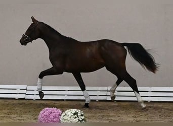 Westfaliano, Semental, 2 años, 173 cm, Morcillo