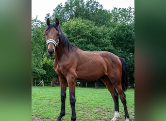 Westfaliano, Semental, 2 años, Castaño