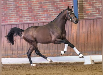 Westfaliano, Semental, 2 años, Castaño