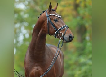 Westfaliano, Semental, 2 años, Castaño