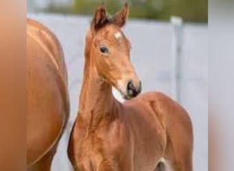 Westfaliano, Semental, 2 años, Castaño