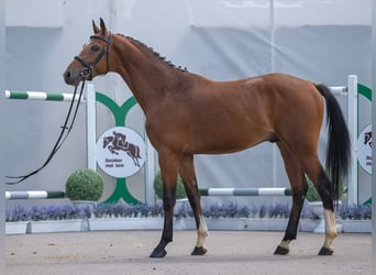 Westfaliano, Semental, 2 años, Castaño