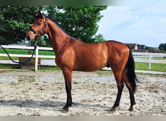 Westfaliano, Semental, 2 años, Castaño