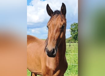 Westfaliano, Semental, 2 años, Castaño