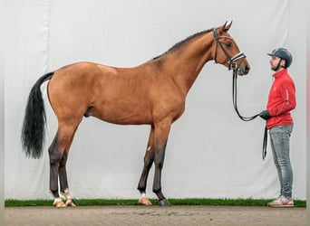 Westfaliano, Semental, 2 años, Castaño claro