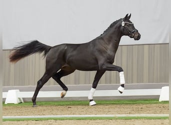 Westfaliano, Semental, 2 años, Castaño oscuro