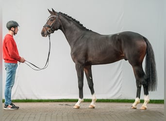 Westfaliano, Semental, 2 años, Castaño oscuro