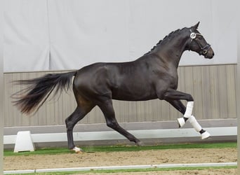 Westfaliano, Semental, 2 años, Castaño oscuro