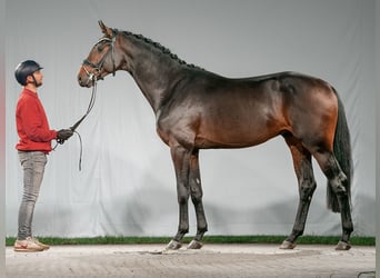 Westfaliano, Semental, 2 años, Castaño oscuro