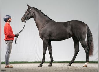 Westfaliano, Semental, 2 años, Castaño oscuro